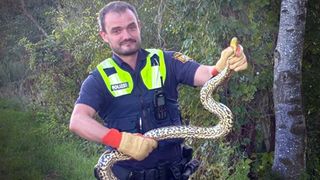 VIDEO Un șarpe anaconda de 2 metri, găsit pe malul Dunării