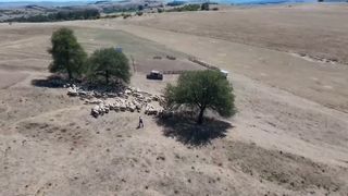 VIDEO Seceta falimentează crescătorii de animale din Sibiu: &bdquo;Dacă nu e iarbă, nu produc lapte&rdquo;
