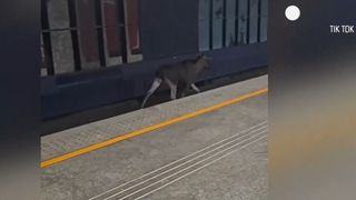 VIDEO Un elan a paralizat traficul feroviar din Varșovia timp de două ore