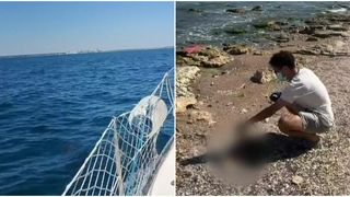 Sute de delfini morți &icirc;n Marea Neagră