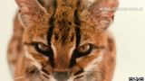 VIDEO Descoperire remarcabilă &icirc;n lumea felinelor sălbatice! O nouă specie a fost identificată &icirc;n Bolivia