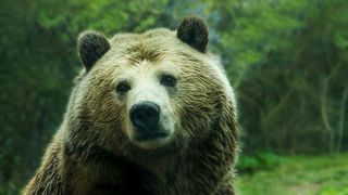 ro-alert, urs, suceava 
