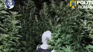 VIDEO Cultură de canabis, descoperită &icirc;n pădure la Crevedia