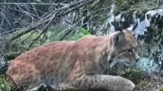 VIDEO Imagini rare cu un r&acirc;s &icirc;n pădurile din Suceava. Felina, surprinsă &icirc;ntre p&acirc;ndă și siestă
