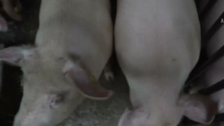 VIDEO Focar de pestă porcină africană &icirc;n Buzău. Peste 5700 de porci sacrificați