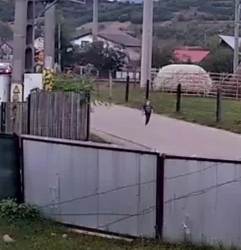 efq