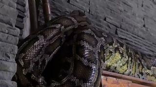 VIDEO Revoltă la Grădina Zoologică din Sibiu. Piton, hrănit cu iepure viu sub privirile vizitatorilor: &rdquo;Nu mi se pare ok&rdquo;