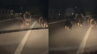 Urși surprinși pe șosea, &icirc;n Alba. O ursoaică și trei pui alergau pe carosabil