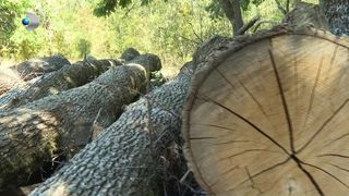 VIDEO &bdquo;Ieșim la jumătate de preț față de comerț&rdquo;. Lemnele de foc frig la buzunare