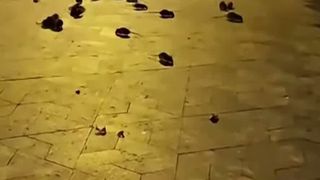 VIDEO Invazia șobolanilor &icirc;n centrul Capitalei. Imaginile surprinse &icirc;n Piața Sf&acirc;nta Vineri au st&acirc;rnit reacții puternice