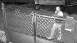 VIDEO Un bărbat a fost prins &icirc;n timp ce fura un cal. Imaginile au ajuns virale