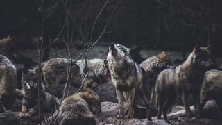 O haită de lupi terorizează o comună din Buzău. Animalele sălbatice atacă direct gospodăriile