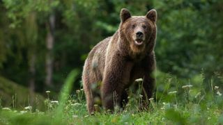 O mamă care-și ducea copilul la școală, atacată de urs, pe stradă, &icirc;n Covasna. Reacția imediat a primarului: &rdquo;Va fi &icirc;mpușcat direct&rdquo; 