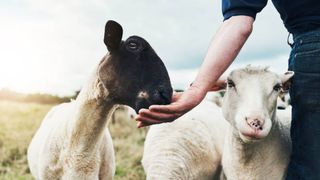 Vești bune pentru fermierii rom&acirc;ni! Milioane de doze de vaccin pentru combaterea variolei ovine și caprine și a pestei micilor rumegătoare vor ajunge &icirc;n Rom&acirc;nia