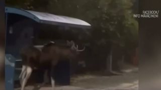VIDEO Accident tragic la intrarea &icirc;n Pitești. Un elan a fost lovit mortal de un tir 