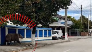 VIDEO Urs cu cinci picioare creat de inteligența artificială a st&acirc;rnit panică &icirc;n C&acirc;mpina
