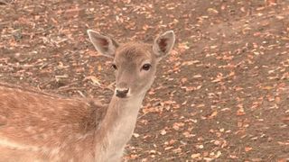 VIDEO &bdquo;Pentru copii e o activitate foarte frumoasă&rdquo;. &Icirc;n vizită la grădina zoologică din Bihor