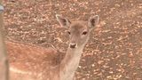 VIDEO &bdquo;Pentru copii e o activitate foarte frumoasă&rdquo;. &Icirc;n vizită la grădina zoologică din Bihor