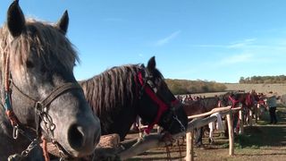 VIDEO &bdquo;Sunt animale foarte bl&acirc;nde, iubitoare&rdquo;. Expoziția de cai din județul Bihor