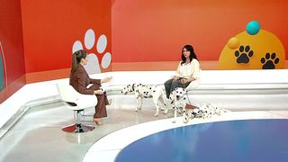 VIDEO &bdquo;Nu pot sta la grade cu minus&rdquo;. Secretele &icirc;ngrijirii dalmațienilor