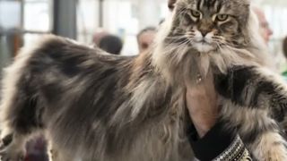 VIDEO Olimpia, o pisică Maine Coon din Italia, desemnată c&acirc;știgătoare la o competiție internațională