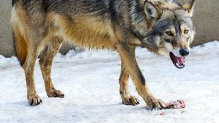Fetiță atacată de lup &icirc;ntr-un parc natural din Germania: &bdquo;A fost grav rănită&rdquo;