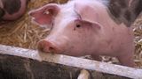 VIDEO Porcii pentru masa de Crăciun se rezervă din timp: prețurile pornesc de la 15 lei kilogramul &icirc;n viu