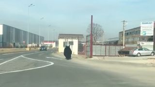 Un urs a fost surprins în mijlocul unui cartier din Brașov! Animalul fugea speriat în zona mall-ului din oraș!