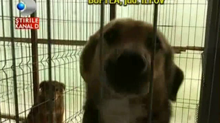 Realitatea crunta de la adapostul de animale din Buftea