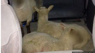 Politistii britanici au blurat fetele unor oi furate de trei romani