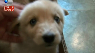 Lovit si abandonat de masina, acest catel isi cauta stapan