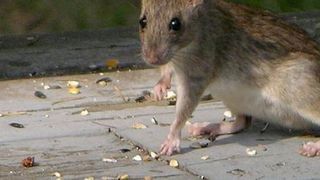 Capitala s-a umplut de sobolani! Imagini socante din curtea celui mai mare spital de pneumologie din Bucuresti! Orasul nu a mai fost deratizat de 5 ani, din cauza modificarilor legale