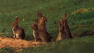 Agricultorii sunt disperati! Culturile lor au fost distruse de iepuri. Au cerut ajutorul vanatorilor