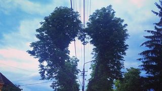 Asta e copacul caruia toata lumea din Sibiu ii face poze! Are forma de inima!