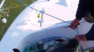 Un pui de delfin a fost salvat de catre politistii romani! Imagini video de la momentul spectaculos!