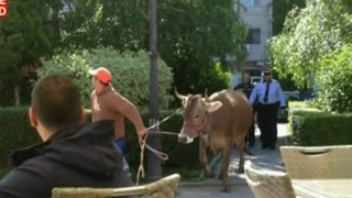 Scene de cascadorii rasului in centrul orasului Targoviste! O vacuta a iesit la pascut, dar uite ce au facut politistii ca sa o prinda!