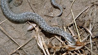 Un turist care facea o drumetie in Muntii Fagaras a fost muscat de o vipera. El a fost transportat la un spital din Capitala