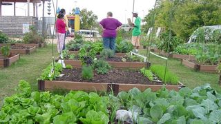Se cauta romani care sa munceasca la ferme de legume in Franta. Salariu net de 1500 de euro, cazare gratuita