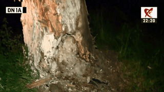 Acesta este copacul de care s-a izbit masina