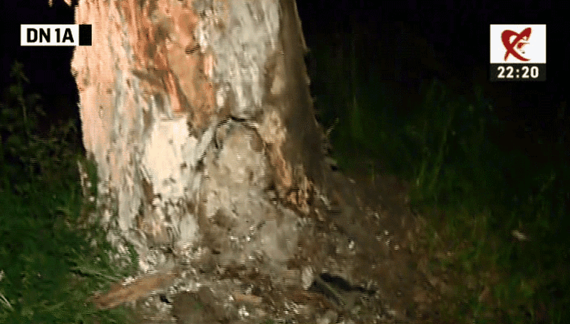 Acesta este copacul de care s-a izbit masina