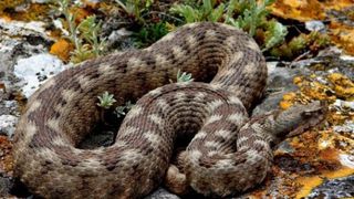 Considerata disparuta de 40 de ani, vipera de Fagaras a reaparut si a inceput sa faca victime