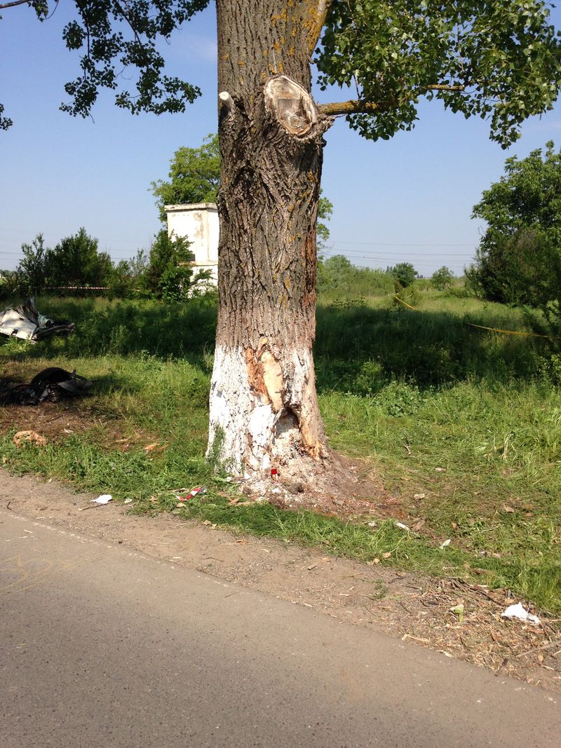 Asa arata copacul dupa impactul cu masina lui Condrea
