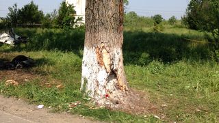 Asa arata copacul dupa impactul cu masina lui Condrea