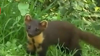 Sa fie asta dihania care a ingrozit un sat intreg din Neamt? Uite ce ipoteza are un localnic!