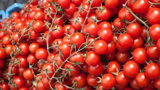 Secretul rosiilor bio, coapte la mijlocul lunii mai! Producatorii garanteaza gustul autentic