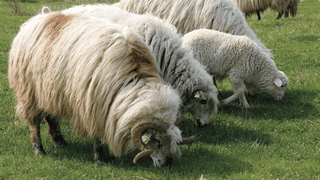 Mai multe oi s-au drogat si au facut prapad intr-un sat! Cum s-a intamplat!