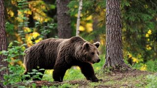 Tanar de 26 de ani, atacat de urs in zona Brasov! A ajuns cu rani multiple la spital!