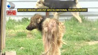 Reportaj uluitor intr-un adapost de caini din Prahova: animalele sunt hranite cu picioare de porc putrezite, beau apa murdara si trag sa moara. Ce este si mai revoltator este atitudinea veterinar