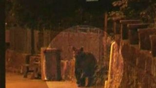 Localnicii din Sinaia, terorizati de un urs infometat. Animalul nu se teme si nu se sperie de nimic, in timp ce oamenii tremura de frica lui