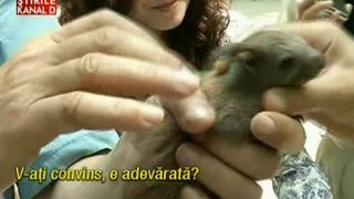 Un barbat din Craiova face furori cu animalul lui de companie: o veverita: "Codita nu se mai desparte de mine"